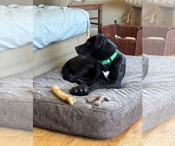 Medium Photo #2 Labrador Retriever-Unknown Mix Puppy For Sale in Sheboygan, WI, USA