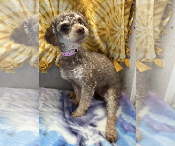 Medium Photo #4 Poodle (Miniature) Puppy For Sale in Pacolet, SC, USA