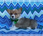 Small Photo #1 Pembroke Welsh Corgi Puppy For Sale in GLEN ROCK, PA, USA