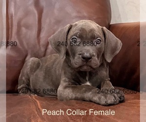 Cane Corso Litter for sale in LA PLATA, MD, USA