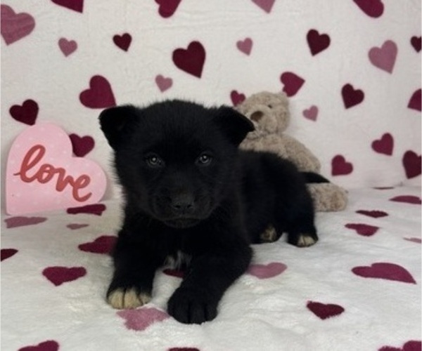 Medium Photo #3 German Shepherd Dog-Miniature American Shepherd Mix Puppy For Sale in FRANKLIN, IN, USA