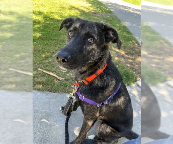 Medium Photo #1 German Shepherd Dog-Unknown Mix Puppy For Sale in Alameda, CA, USA