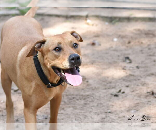 Medium Photo #5 Labrador Retriever-Unknown Mix Puppy For Sale in The Woodlands, TX, USA