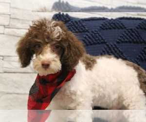 Poodle (Miniature) Puppy for sale in HUGHESVILLE, MO, USA