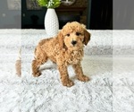 Small Photo #4 Goldendoodle (Miniature) Puppy For Sale in GREENFIELD, IN, USA