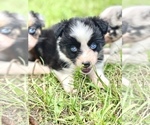 Small Miniature Australian Shepherd