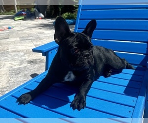 French Bulldog Dog for Adoption in SAINT JOHNS, Florida USA
