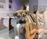 Puppy Rosco American Pit Bull Terrier-Siberian Husky Mix