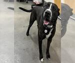 Small Presa Canario