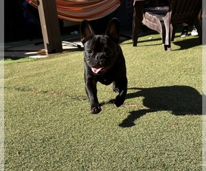 French Bulldog Puppy for sale in MORENO VALLEY, CA, USA