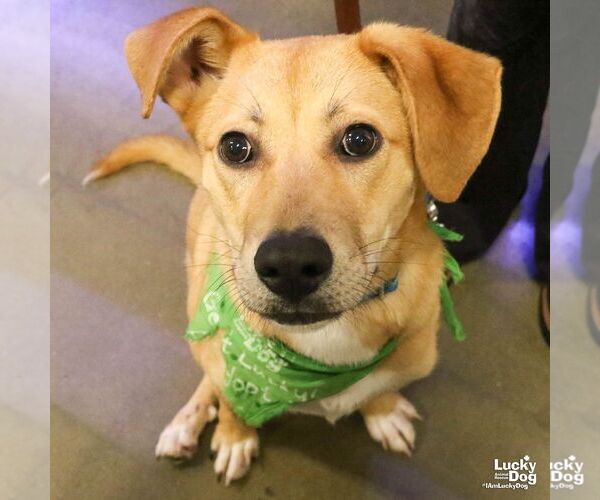 Medium Photo #3 Collie-Retriever  Mix Puppy For Sale in Washington, DC, USA