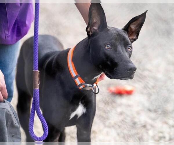 Medium Photo #1 Ibizan Hound-Unknown Mix Puppy For Sale in Santa Cruz, CA, USA
