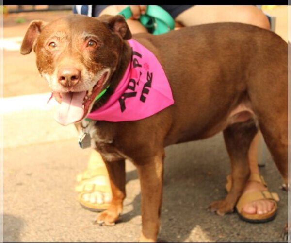 Medium Photo #3 American Pit Bull Terrier-Labrador Retriever Mix Puppy For Sale in Oakhurst, NJ, USA
