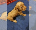 Small Photo #6 Goldendoodle Puppy For Sale in DANVILLE, IN, USA