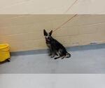 LUCY - Female Texas Heeler Dog for Adoption - Small photo