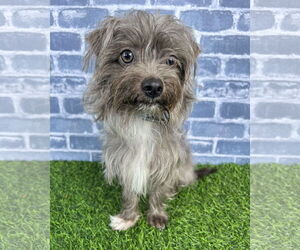 Mutt Dogs for adoption in Corona, CA, USA