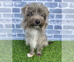 Small Mutt