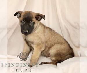 Belgian Malinois Puppy for sale in RONKS, PA, USA