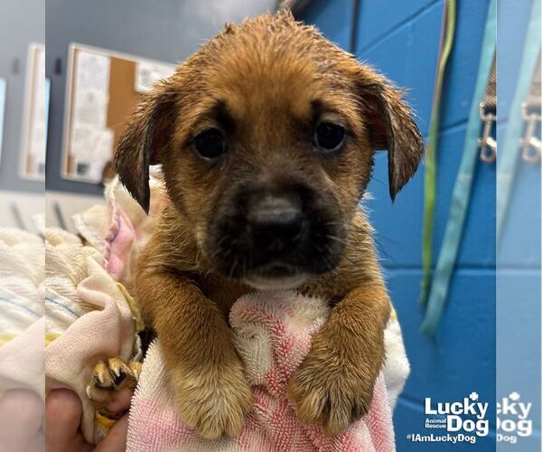 Medium Photo #1 Retriever -Unknown Mix Puppy For Sale in Washington, DC, USA