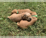 Small #7 Golden Retriever