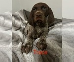 Puppy Trace German Shorthaired Pointer