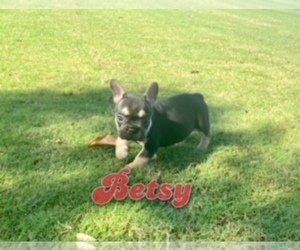 French Bulldog Puppy for sale in CORAL SPRINGS, FL, USA