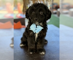 Medium Aussiedoodle Miniature 