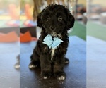 Puppy Puppy 3 Aussiedoodle Miniature 