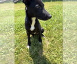Small #3 Labrador Retriever Mix