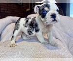 Puppy Snickers Bulldog