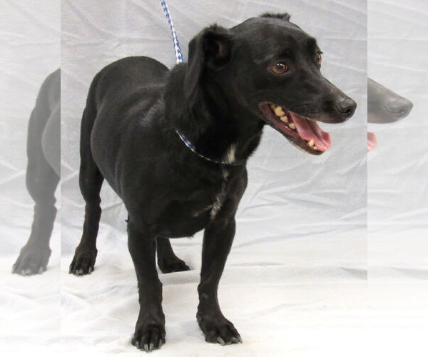 Medium Photo #4 Chiweenie Puppy For Sale in Conroe, TX, USA