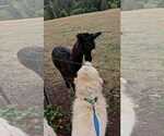 Small #5 Great Pyrenees