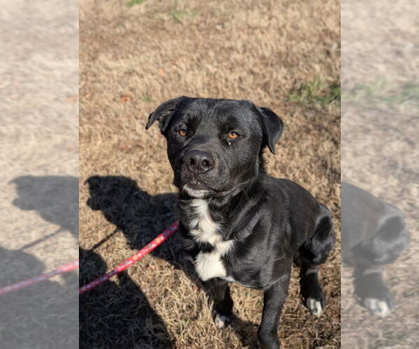 Medium Photo #7 Boxer-Unknown Mix Puppy For Sale in garner, NC, USA