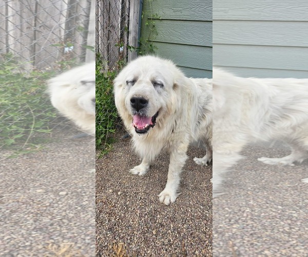 Medium Photo #3 Great Pyrenees Puppy For Sale in Hamilton, MT, USA