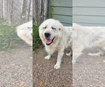 Small #2 Great Pyrenees