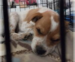 Small #11 Cairn Terrier Mix