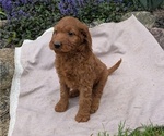 Small Photo #60 Irish Doodle Puppy For Sale in GOSHEN, IN, USA