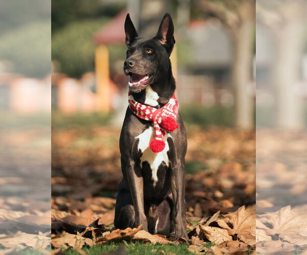 Medium Photo #7 American Pit Bull Terrier-American Staffordshire Terrier Mix Puppy For Sale in Corona, CA, USA