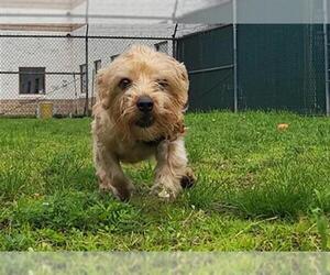 Mutt Dogs for adoption in Springfield, MA, USA