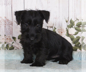Scottish Terrier Puppy for sale in PENNS CREEK, PA, USA