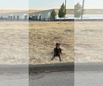 Small Photo #1 Doberman Pinscher Puppy For Sale in DALLAS, TX, USA