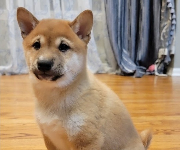 Medium Photo #8 Shiba Inu Puppy For Sale in CARPENTERSVILLE, IL, USA