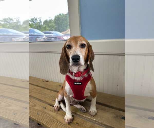 Medium Photo #2 Beagle Puppy For Sale in Dunnellon, FL, USA