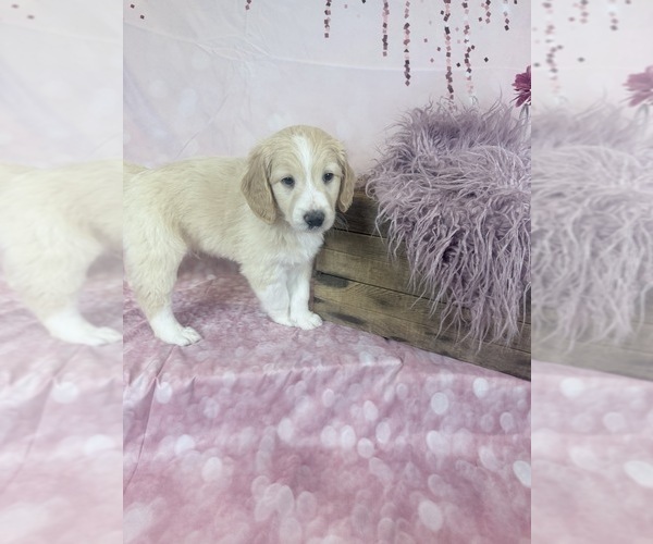 Medium Photo #30 Aussie-Poo-Goldendoodle Mix Puppy For Sale in COMMERCE, MI, USA