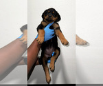 Small Photo #2 Rottweiler Puppy For Sale in BATON ROUGE, LA, USA