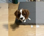 Small #3 Cavalier King Charles Spaniel
