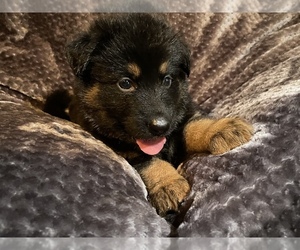 German Shepherd Dog Puppy for Sale in CLEVELAND, Tennessee USA