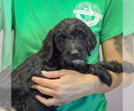 Small #1 Spaniel Mix