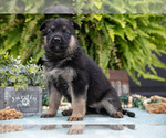 Small #2 German Shepherd Dog