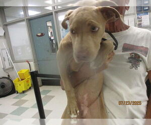 American Pit Bull Terrier-Unknown Mix Dogs for adoption in Oklahoma City, OK, USA